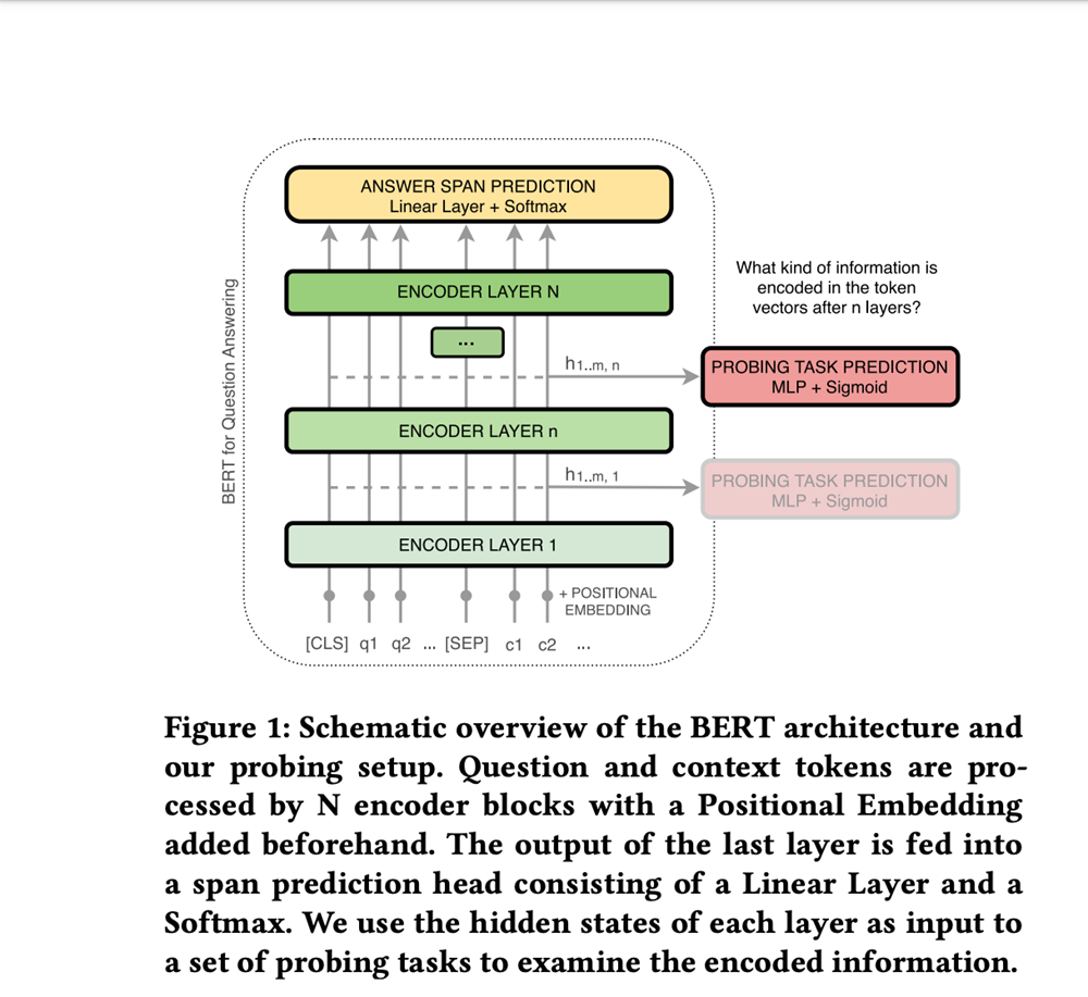 schematic overview of the BERT architecture and probing setup. Question and context tokens are processed by N encoder blocks with a positional embedding beforehand. The output of the last layer layer is fed into a span prediction head consisting of a linear layer and a softmax. We use the hidden states of each layer as input to the set of probing tasks to examine the encoded information.