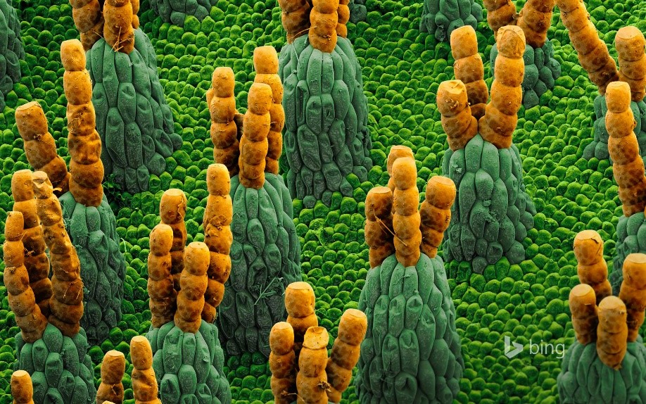 Microphotograph of giant salvinia, a water fern (© Martin Oeggerli/Visuals Unlimited, Inc.)